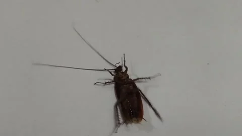 Cockroach Lying on Back Spinning on White Tile Floor Stock Footage 328350155