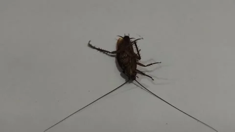 Cockroach Lying on Back Spinning on White Tile Floor Stock Footage 328350171