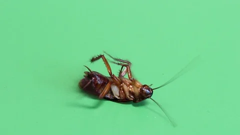 Cockroach lying dying on a green screen Stock Footage