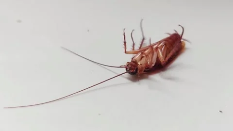 Cockroach lying on the floor Stock Footage 239198219