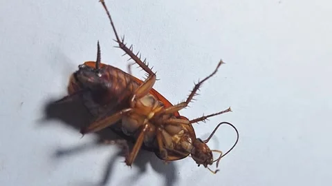 A cockroach lying on Stock Footage 287472813