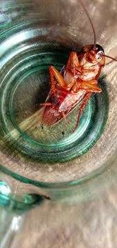 Cockroach lying in a glass Foto stock