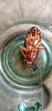 Cockroach lying in a glass Foto stock