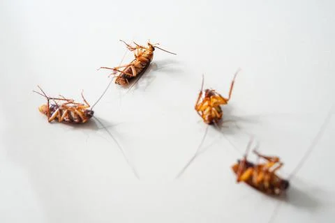 Cockroach lying. isolated on white background with copy space Stock Photos
