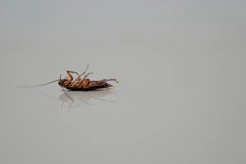 Cockroach lying. isolated on white background with copy space Stock Photos