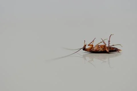Cockroach lying. isolated on white background with copy space Stock Photos