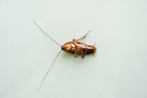 Cockroach lying. isolated on white background with copy space Stock Photos