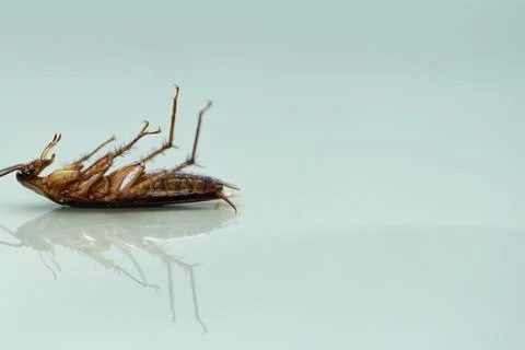 Cockroach lying. isolated on white background with copy space Stock Photos