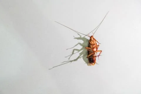 Cockroach lying. isolated on white background with copy space Stock Photos