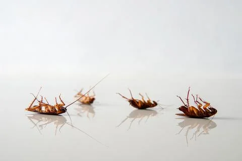 Cockroach lying. isolated on white background with copy space Stock Photos