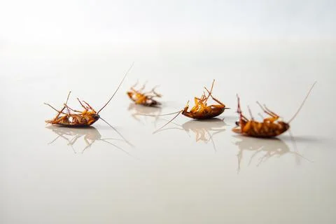 Cockroach lying. isolated on white background with copy space Stock Photos