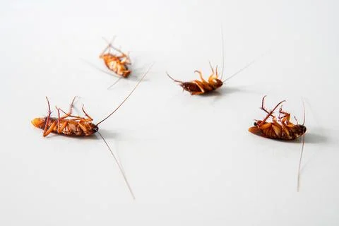 Cockroach lying. isolated on white background with copy space Stock Photos