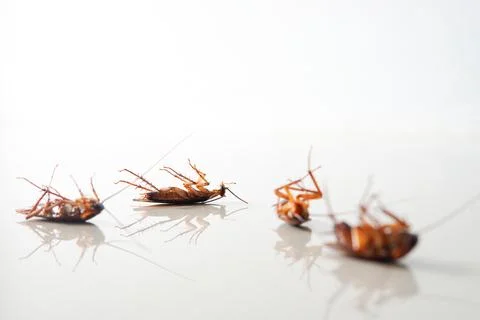 Cockroach lying. isolated on white background with copy space Stock Photos