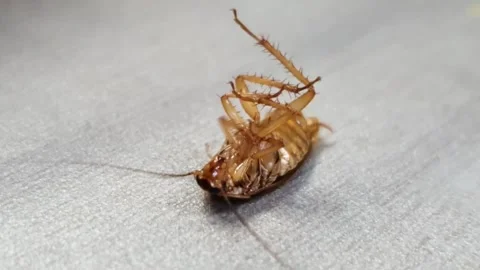 The cockroach is lying on its back. Video stock 159906077