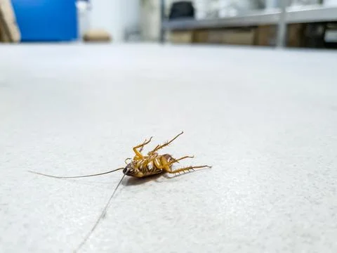 Cockroach Lying on Its Back Indoors Stock Photos