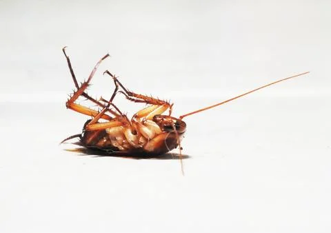Cockroach lying on white surface. Stock Photos