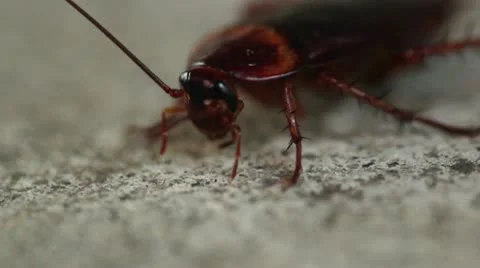 Cockroach Macro 1 Video stock 10575646