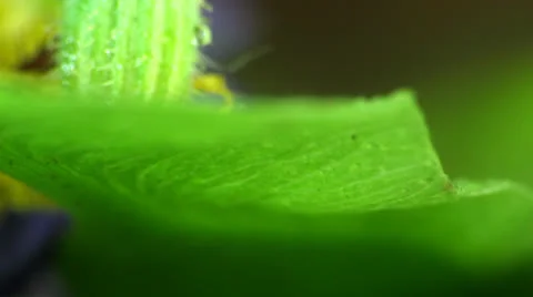Cockroach macro Stock Footage 24048793