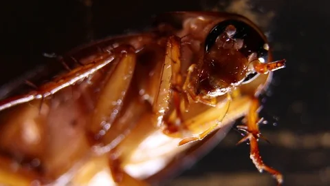 Cockroach Macro Shot Stock Footage 92593928