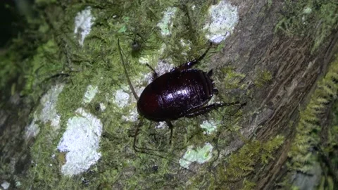 Cockroach, Malaysia Stock Footage 196134485