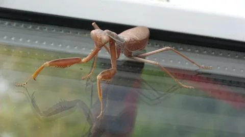 Cockroach mantis on the glass Stock Photos
