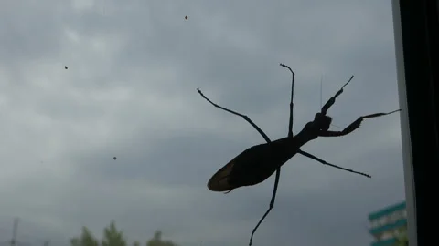Cockroach mantis is going on the window Stock Footage 114311904