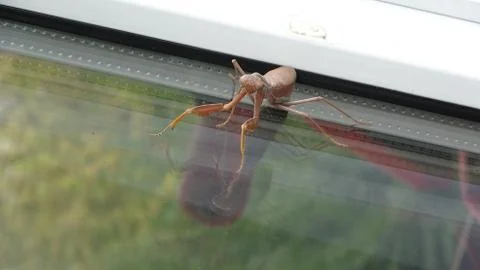 Cockroach mantis Stock Photos