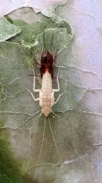 A cockroach molting on the wall Stock Photos