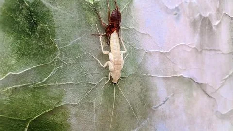 A cockroach molting on the wall Stock Photos