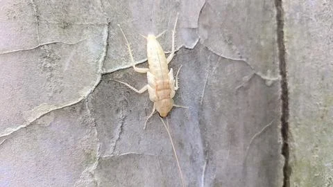 A cockroach molting on the wall Stock Photos