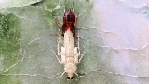 A cockroach molting on the wall Foto stock
