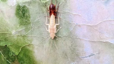 A cockroach molting on the wall Stock Photos