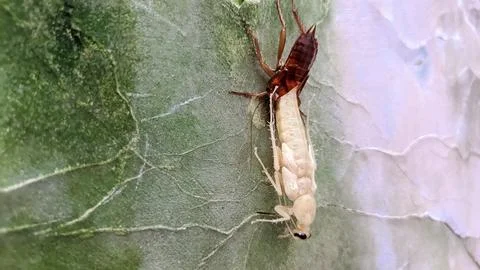 A cockroach molting on the wall Stock Photos