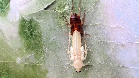 A cockroach molting on the wall Foto stock