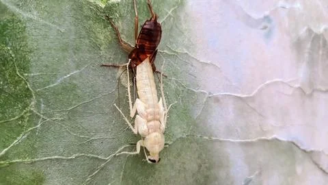 A cockroach molting on the wall Stock Photos