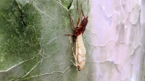 A cockroach molting on the wall Stock Photos