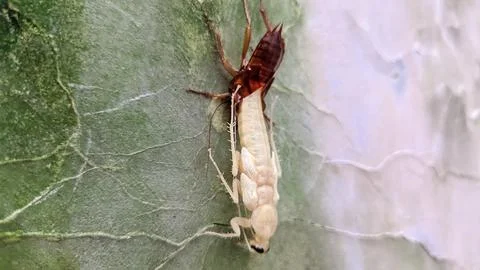 A cockroach molting on the wall Foto stock