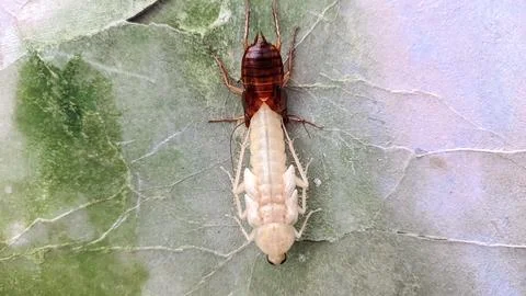 A cockroach molting on the wall Stock Photos