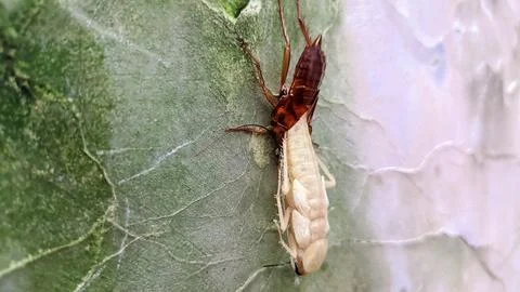 A cockroach molting on the wall Foto stock
