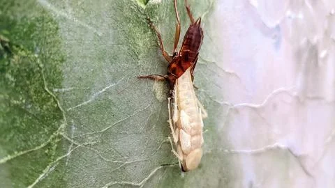 A cockroach molting on the wall Stock Photos