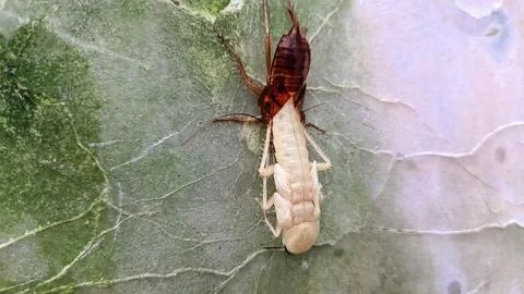 A cockroach molting on the wall Stock Photos