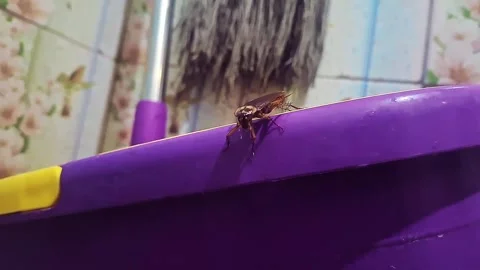 Cockroach on the mop Stock Footage 286815442