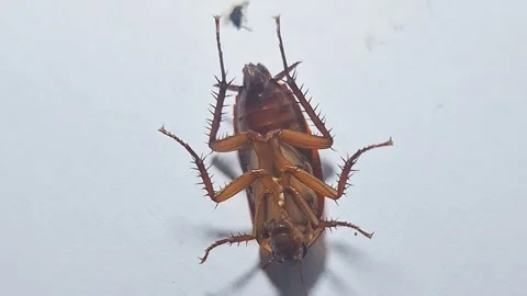 The cockroach moved in resignation to get up Stock Footage 287472804