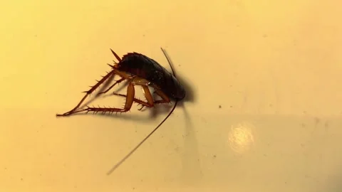 Cockroach nearing death Stock Footage 297254542