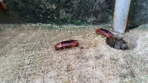 Cockroach nest in the drain hole 스톡 동영상 287409452
