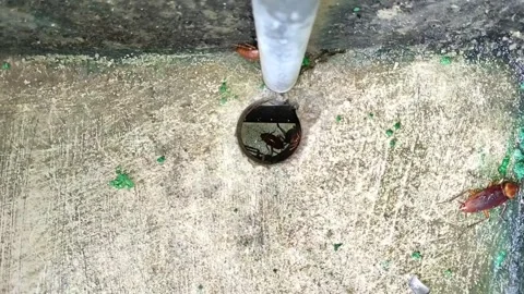 Cockroach nest in the drain hole 動画素材 287409455