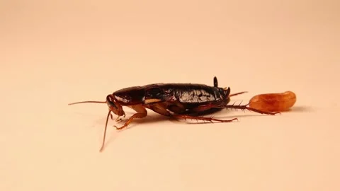 Cockroach, normal abdominal contractions occur immediately after the egg is laid Stock Footage 155690356