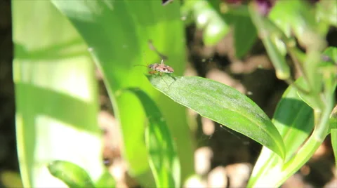 Cockroach observer Video stock 62311082