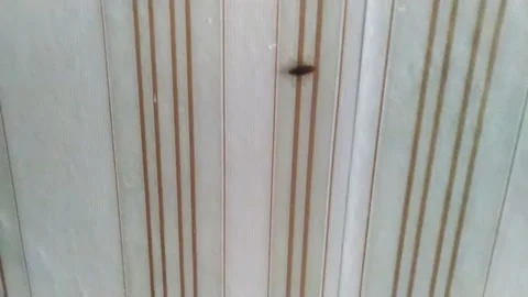 Cockroach in an old apartment-2 Stock Footage 156175322