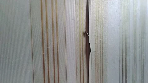 Cockroach in an old apartment Stock Footage 156175314